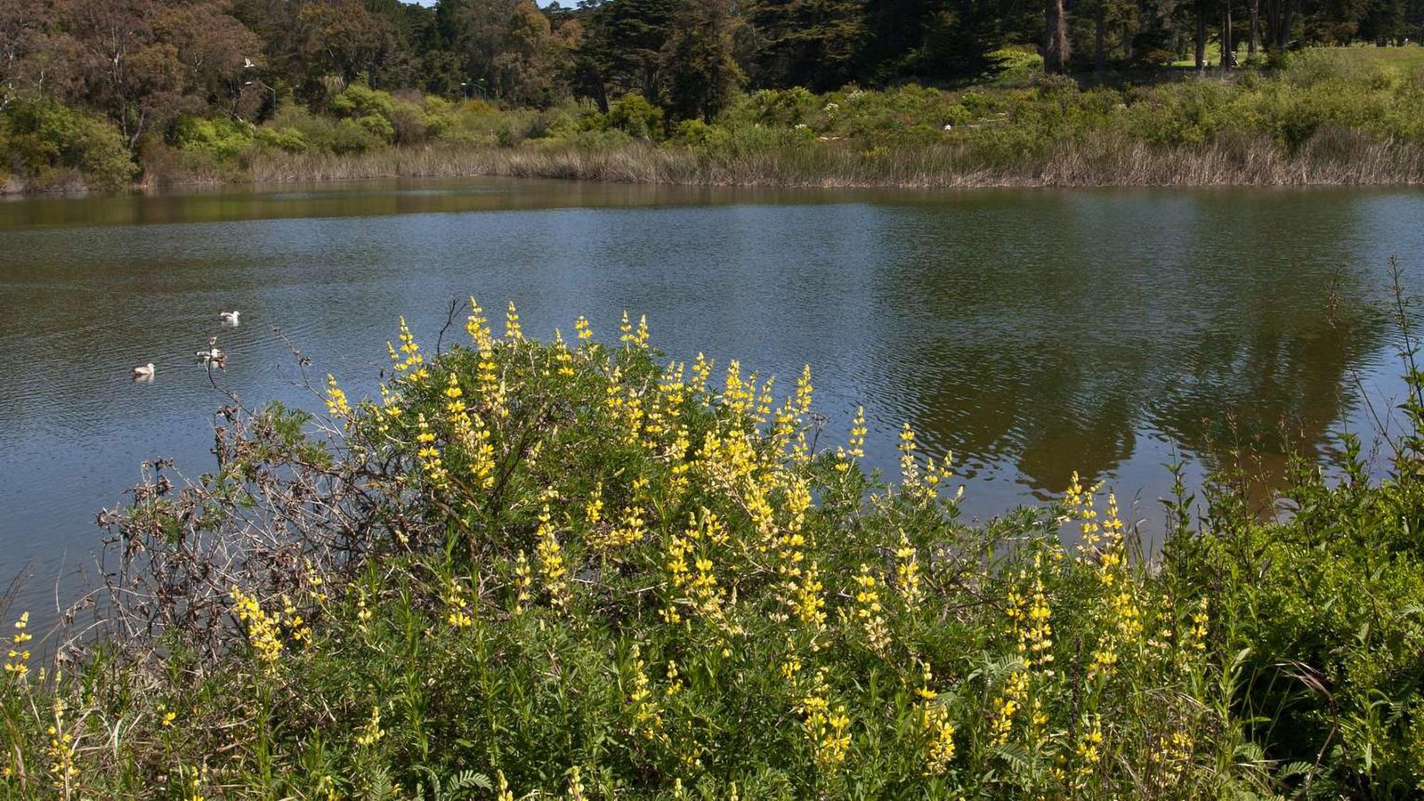 View across Mountain Lake from the shore in the City Park with yellow lupine flowers in front.