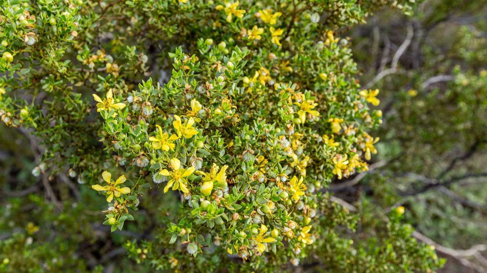 A close-up view of a shrub with small dark green leaves and little yellow flowers. 