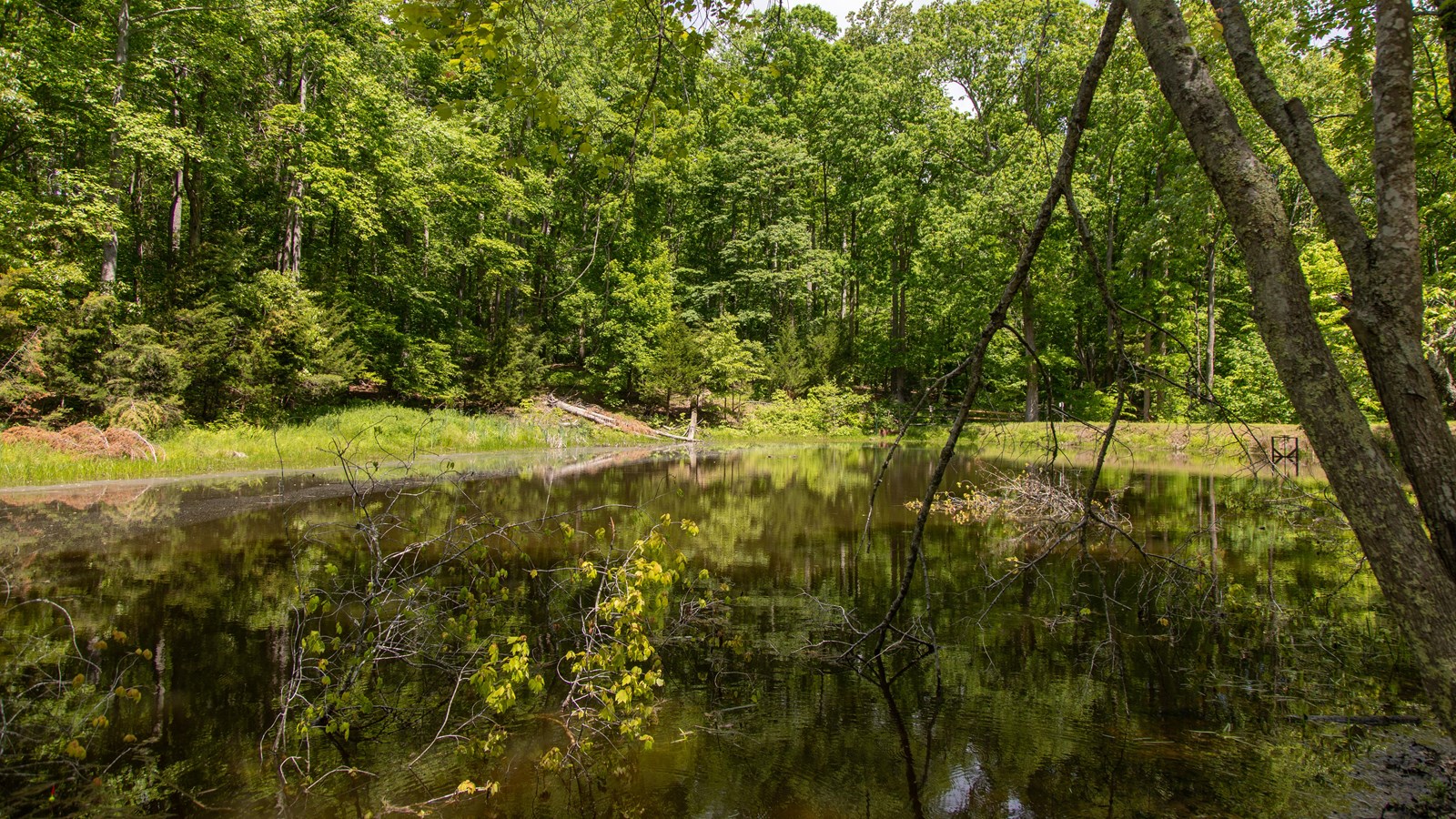 Green trees surround a small pond; some branches have fallen into the water