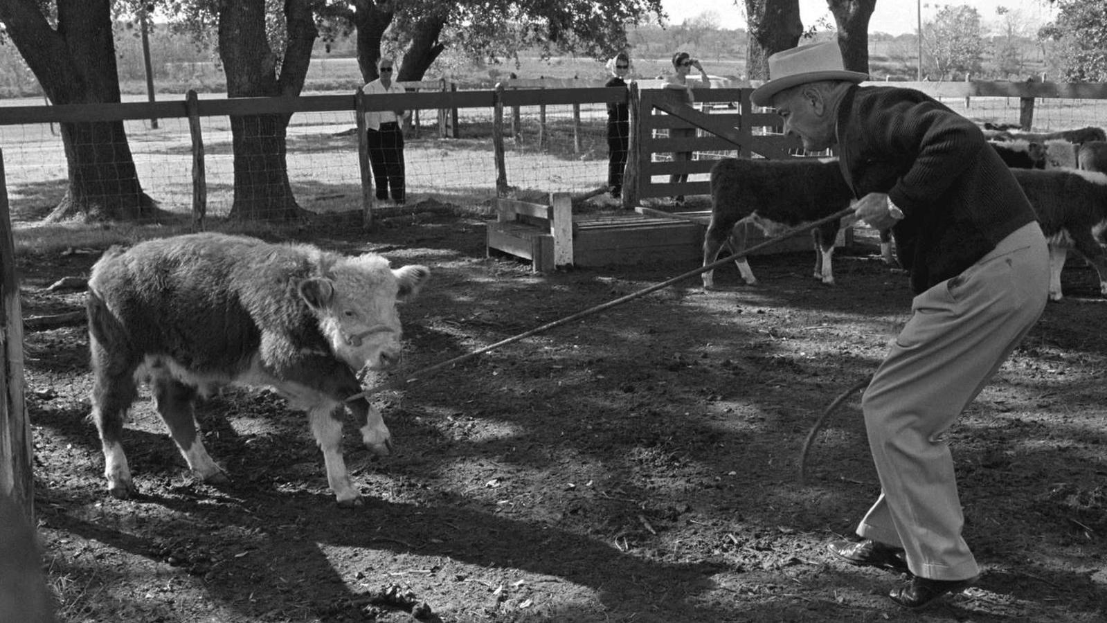 While a few folks watching from the fence, the president pulls a rope with a calf at the end.