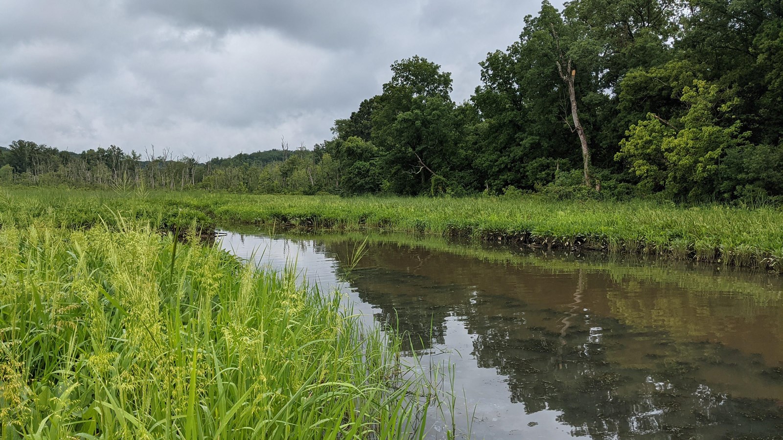 a wetland ecosystem on a cloudy day
