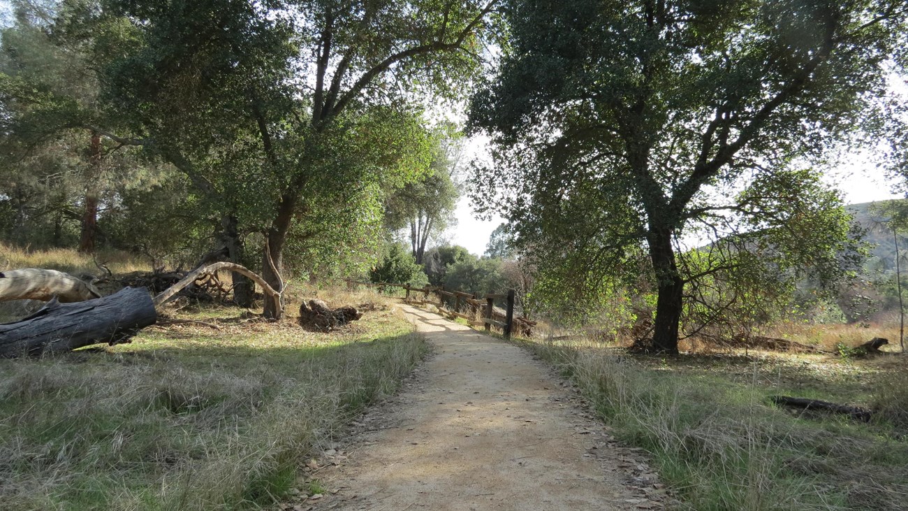 View of a wide hard packed dirt trail in an open area shaded by oak trees