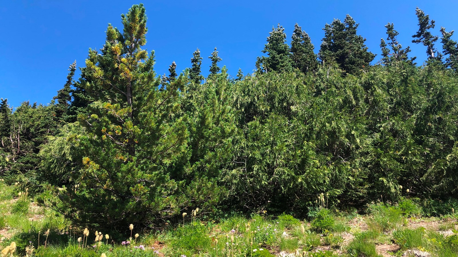 A group of green trees are situated on a south facing slope.