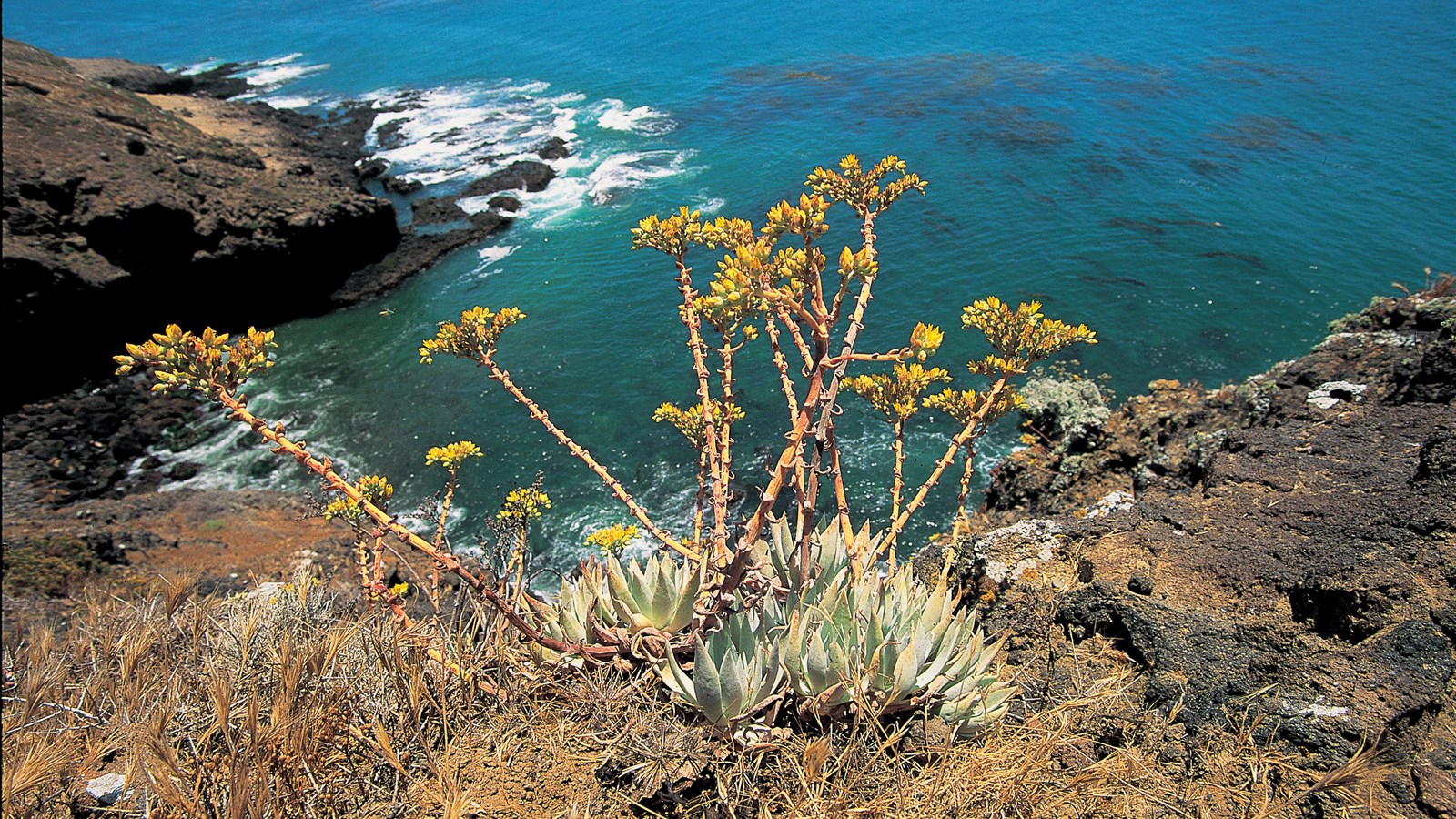 Grey leaved plant with long flowered stalk on ocean bluff.