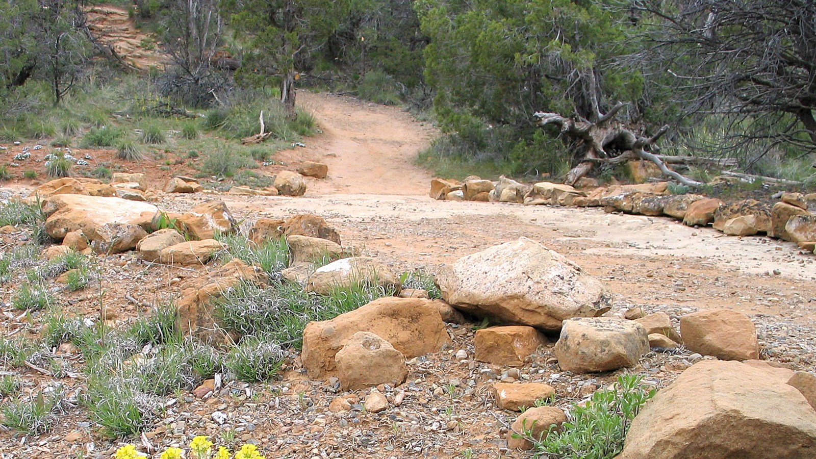 Dirt trail traverses along boulders and yellow rabbitbrush 