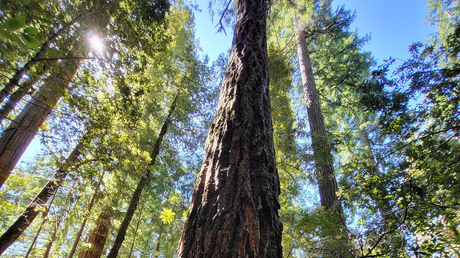 A large Douglas fir is surrounded by redwoods, tanoaks, rhododendron, huckleberries, and other Dougl