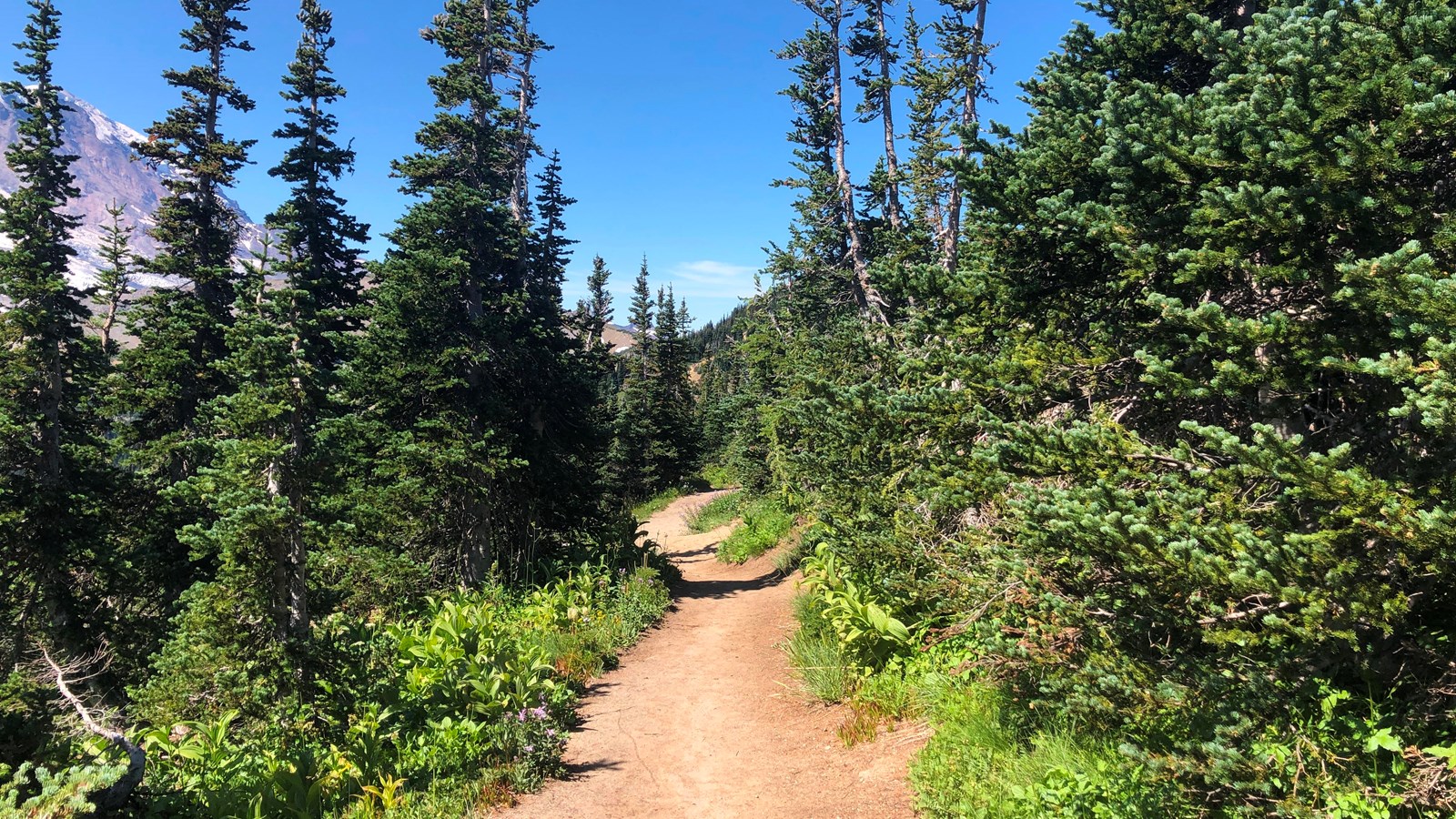 A dirt trail goes through the trees, glimpses of a glaciated mountain.