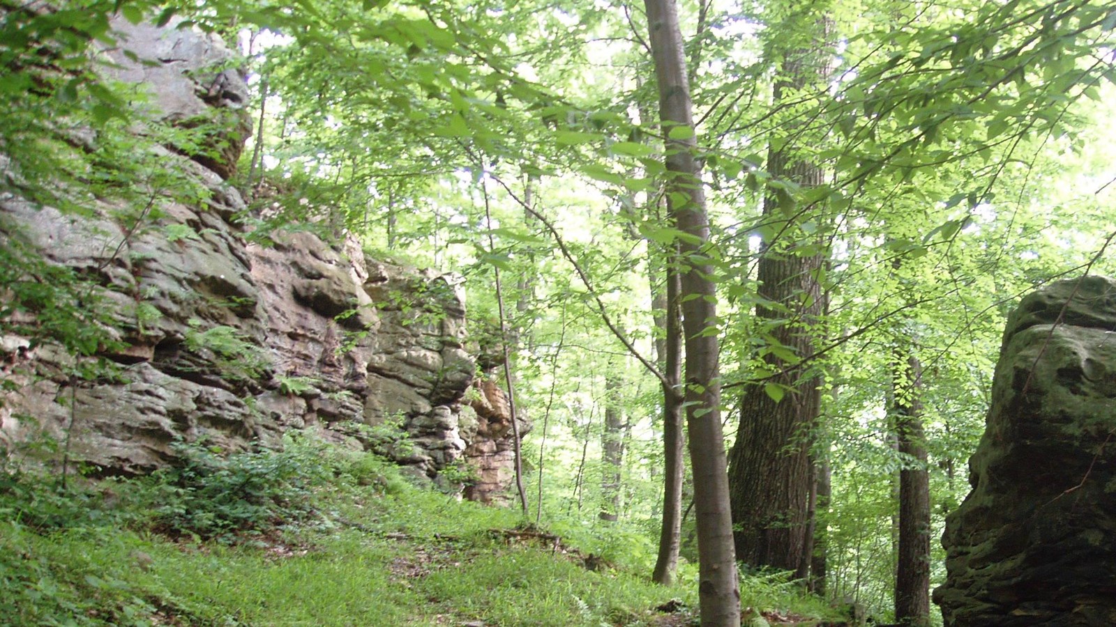 A wooded location with rocky cliff.