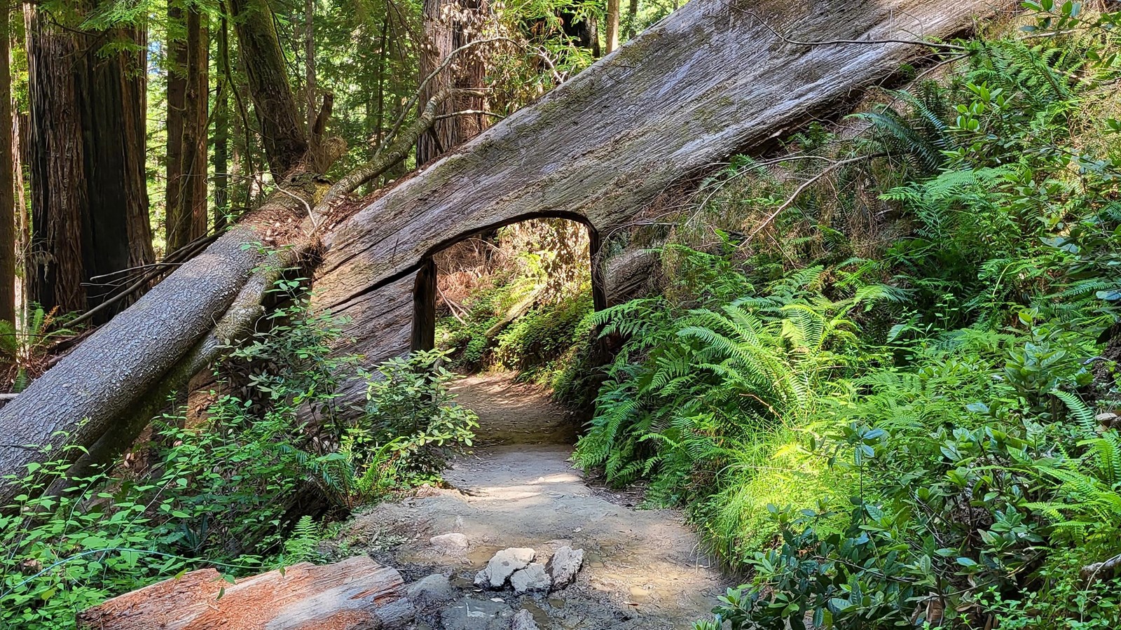 A trail cuts through a large fallen redwood surrounded by ferns, shrubs, trees, and other fallen log