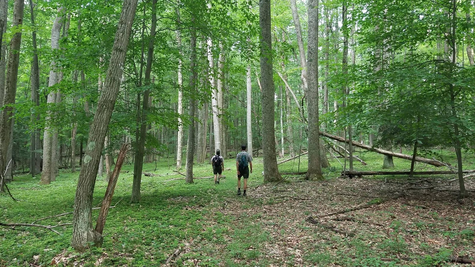 Hikers walking on a trail through open forest