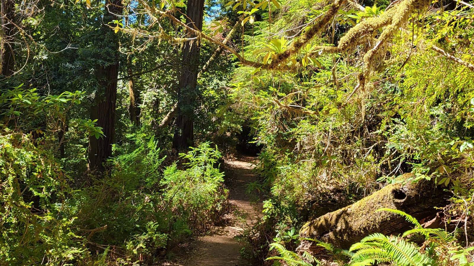 A trail runs through a forest with redwoods, rhododendron, huckleberries, ferns, and a fallen mossy.