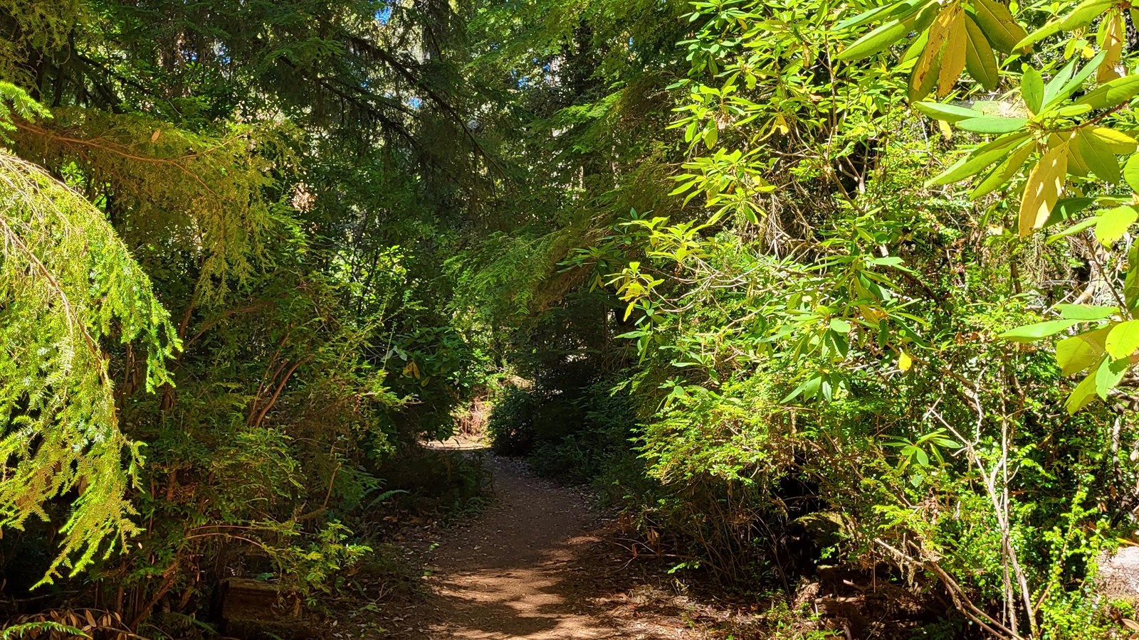 A trail runs a forest with western hemlocks, rhododendron, huckleberries, and ferns.