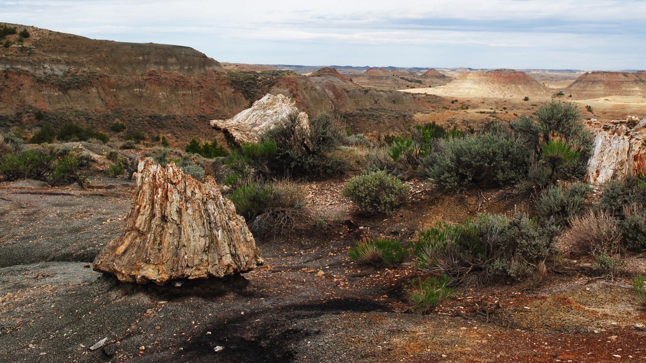 A large petrified stump is central to the image, with others and large buttes visible behind it. 