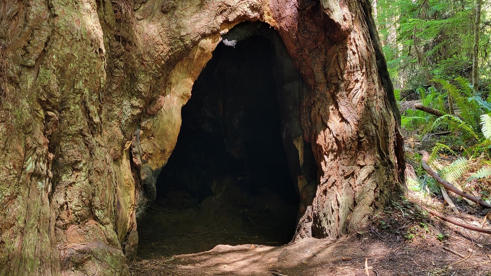 A large fire-scarred redwood is shown with a large hollowed-out fire cave at its base.