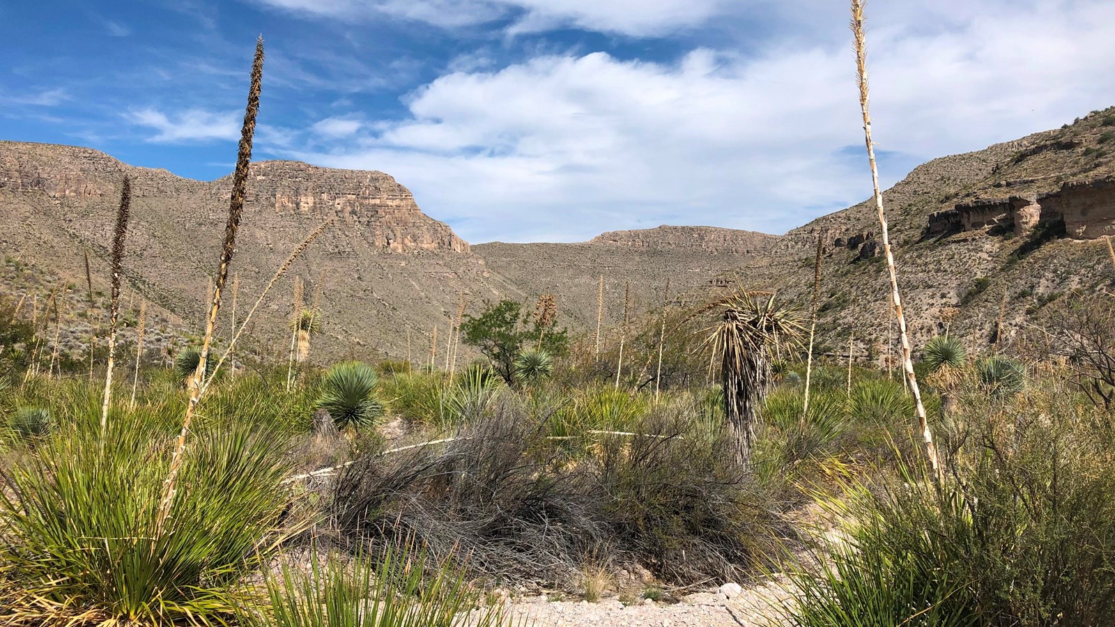 Large sotol plants dominate the bottom of a drainage that is surrounded by limestone hills.