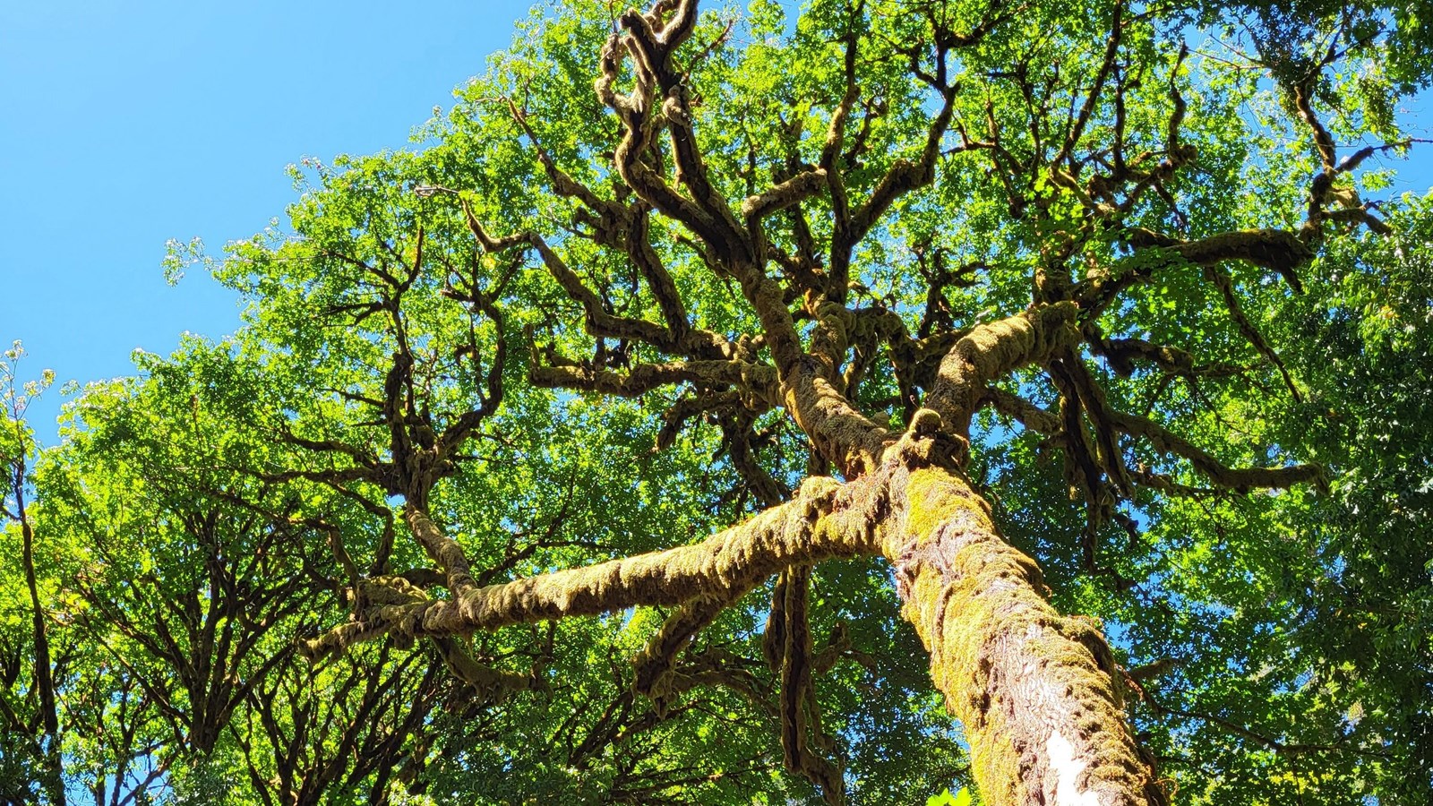 A skyward view of moss-covered trunks of California bay laurel and big-leaf maple.