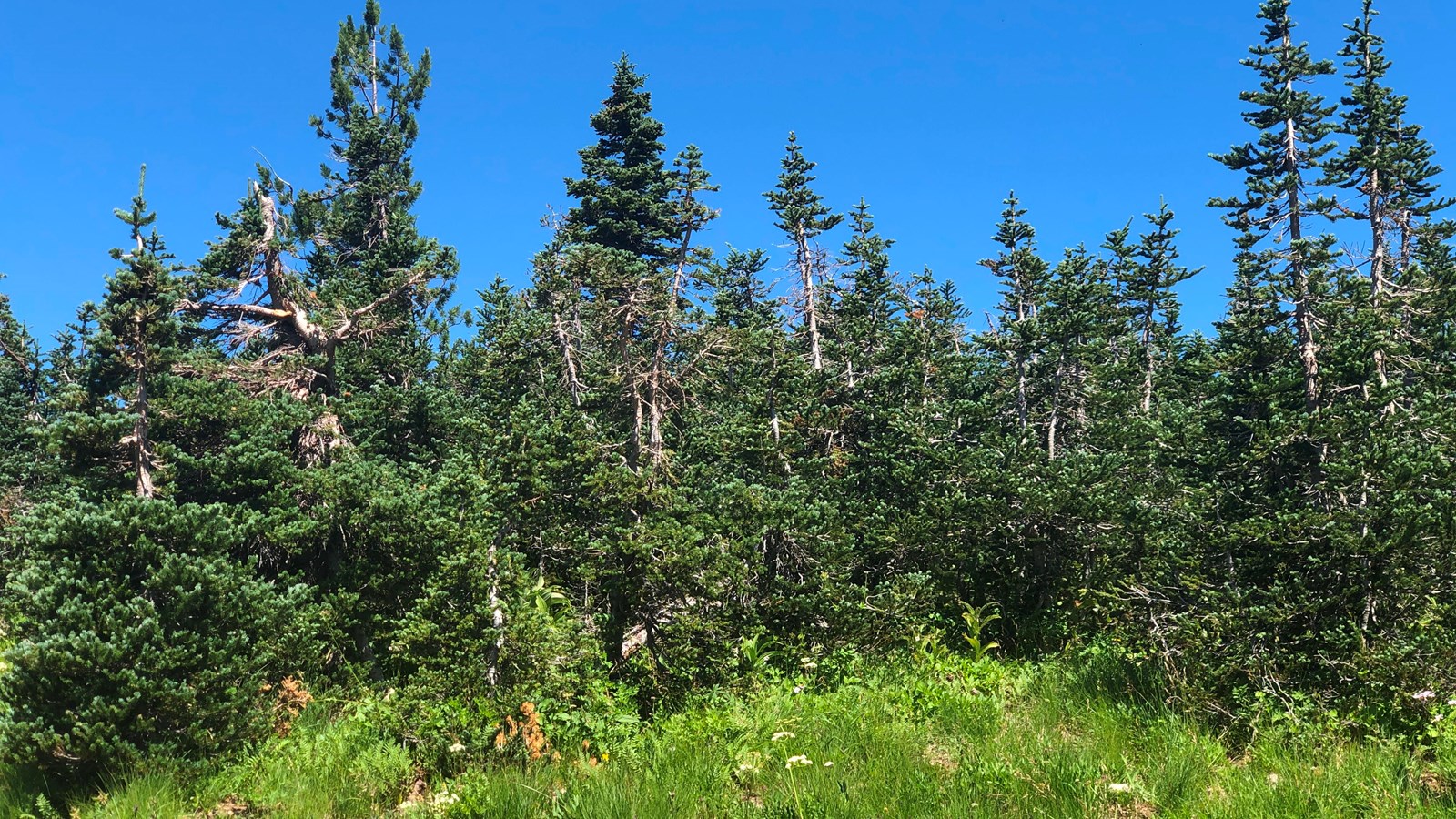 On the side of the trail trees with twisted stems grow.