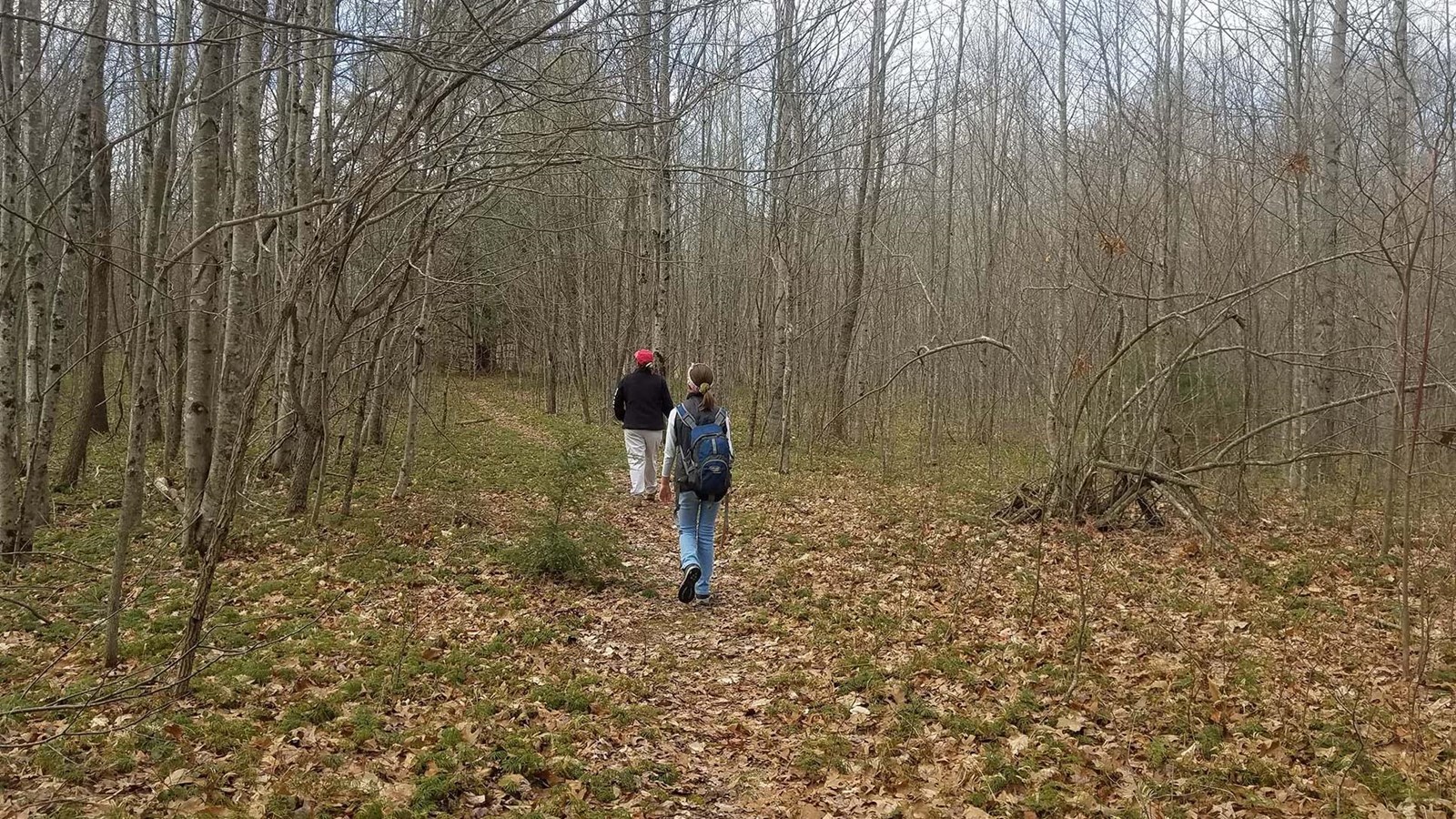 Two hikers walk on the trail through open forest
