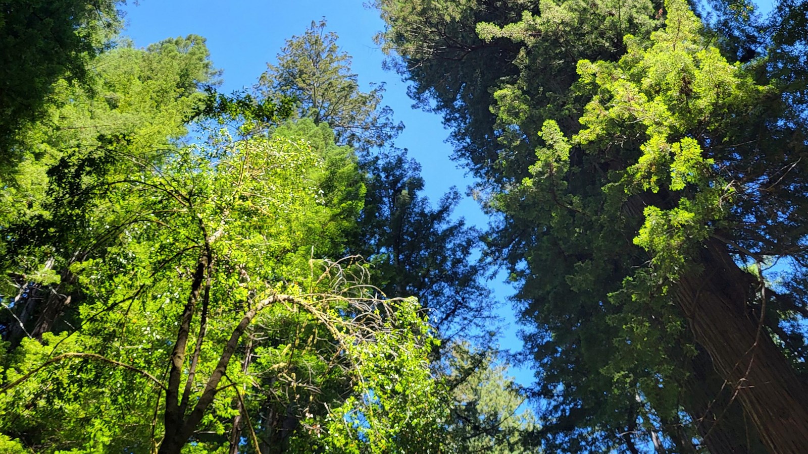 An upward view of the forest canopy beneath a blue sky.