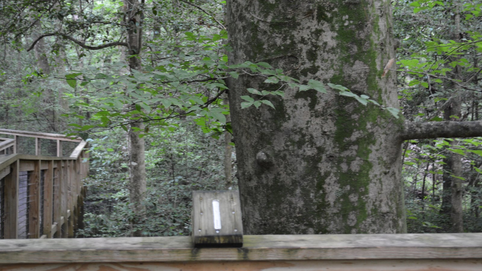 A wooden number 1 sitting atop a wooden railing in front of a large, smooth bark tree