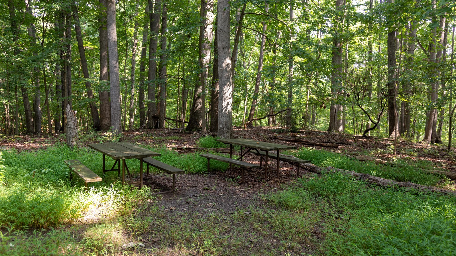 Two picnic tables in a clearing with long grass growing up.