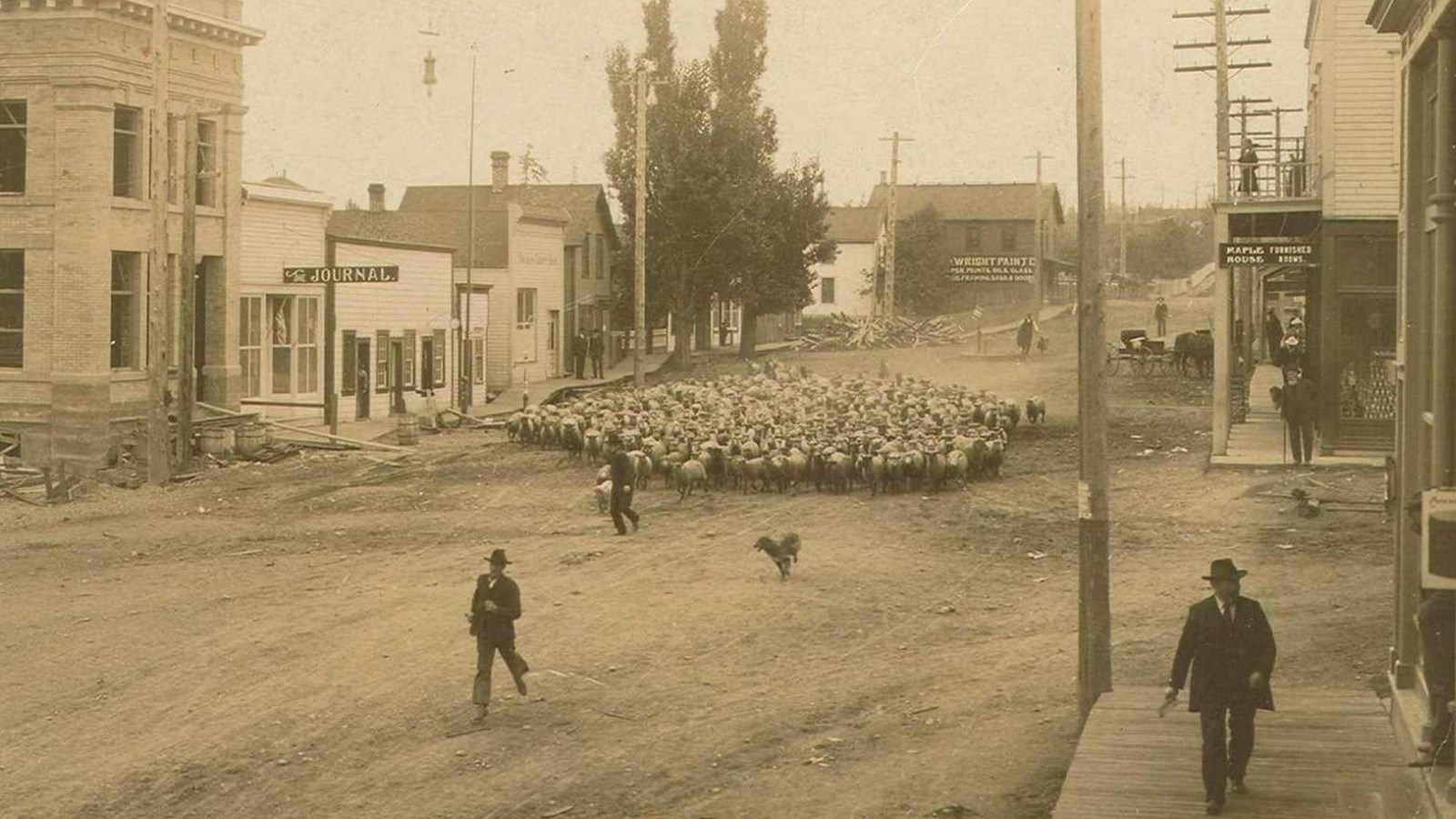 Black and white photograph of a city street with hundreds of sheep walking down the road