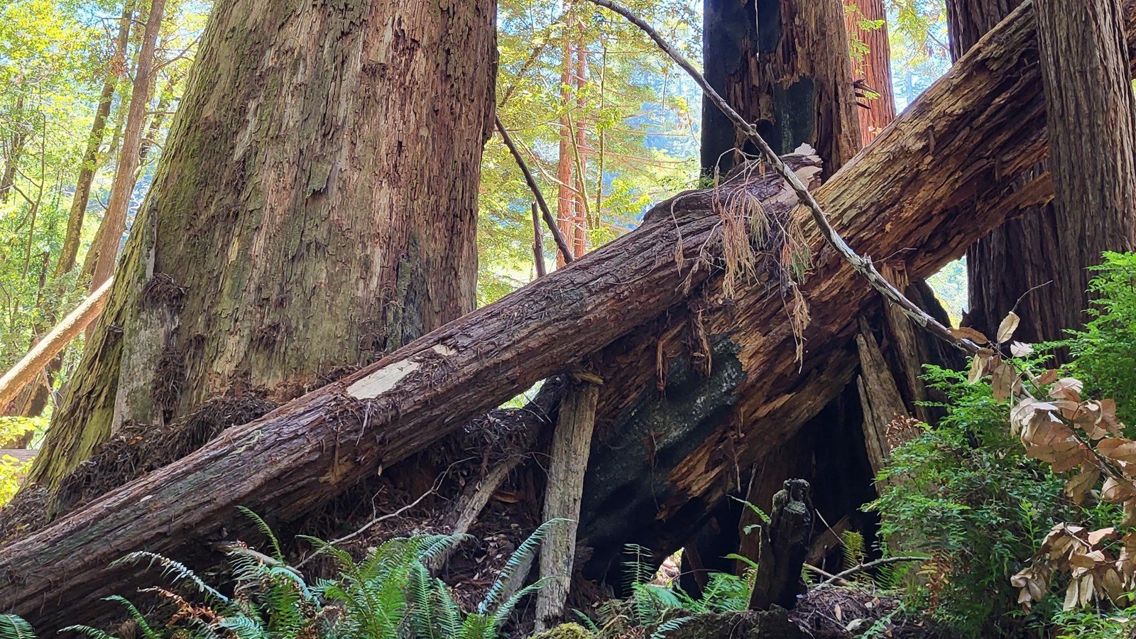 A forest with standing redwood trees, snags, and fallen logs is shown with ferns and huckleberry.