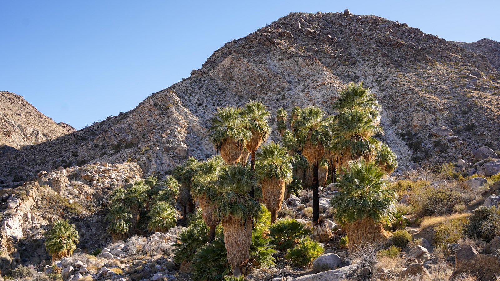 A group of fan palms sits amongst a rocky canyon with rocky mountains in the background.