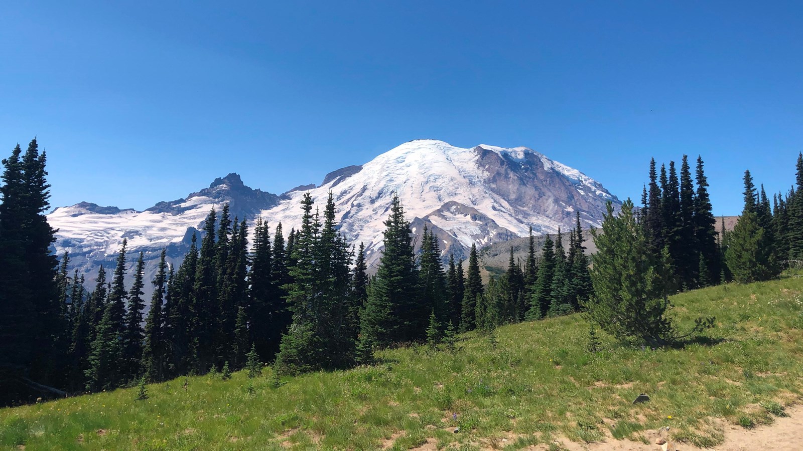 A glaciated mountain sits behind a tree line surrounded by meadows.