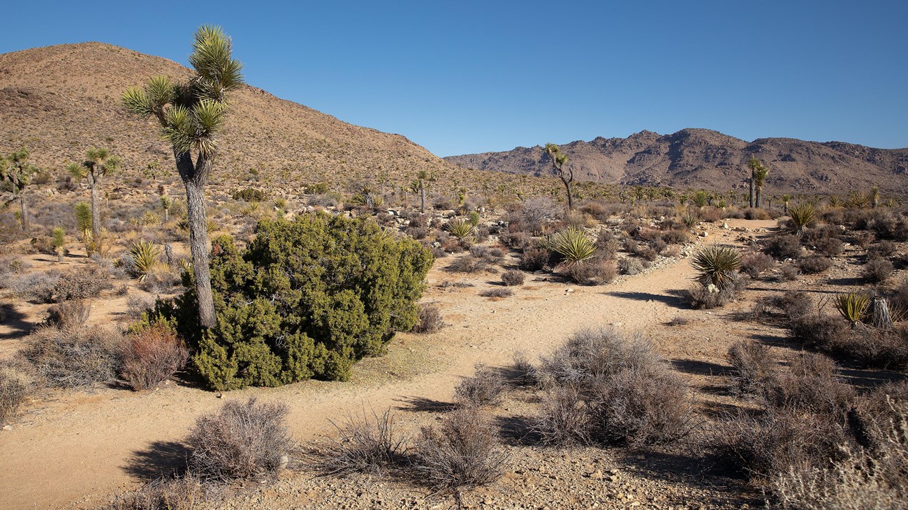 A dirt path surrounded by desert shrubs and one Joshua tree with hills in the background.
