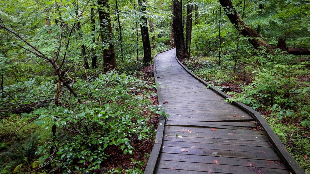 A wooden boardwalk cutting through a green forest.