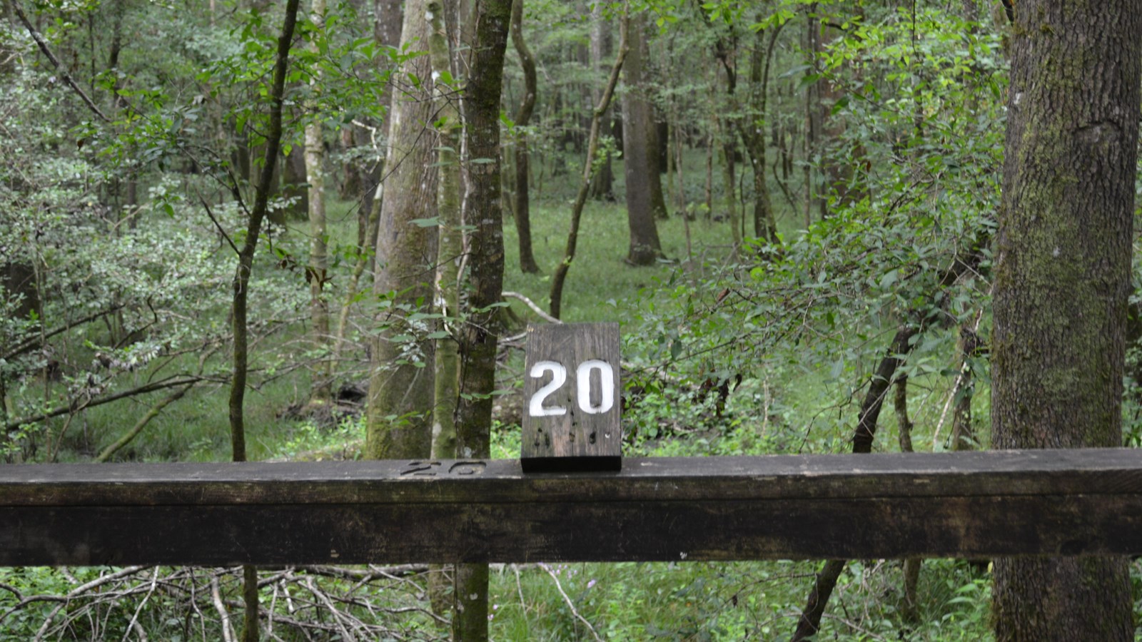 A wooden plaque with the number 20 perched on a wooden railing. Beyond the railing, a dense forest