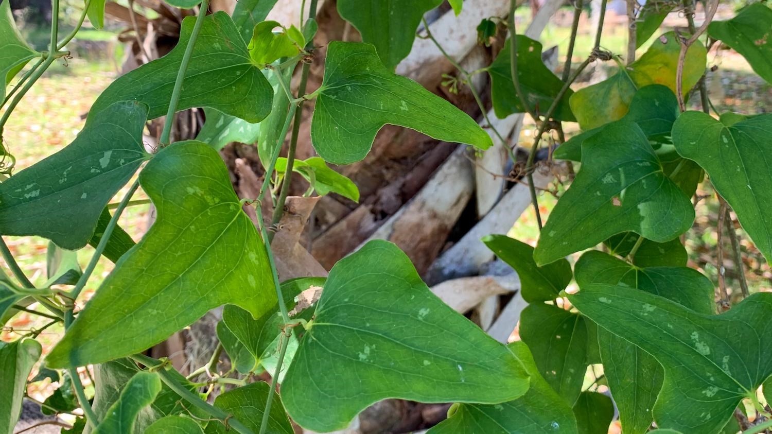 A woody vine with arrow shaped leaves climbs a palm.