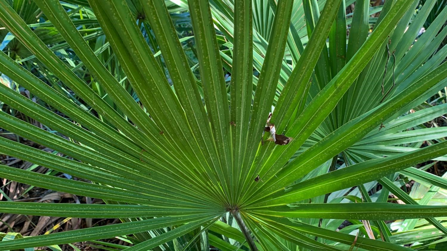 A fan shaped palm leaf