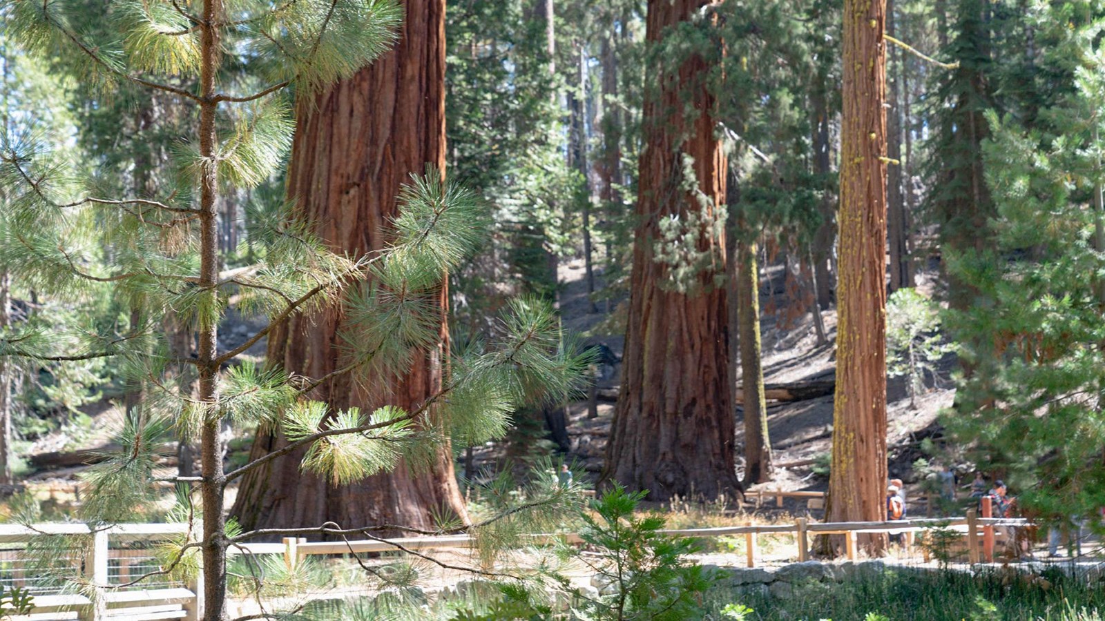Boardwalk with big trees in the background