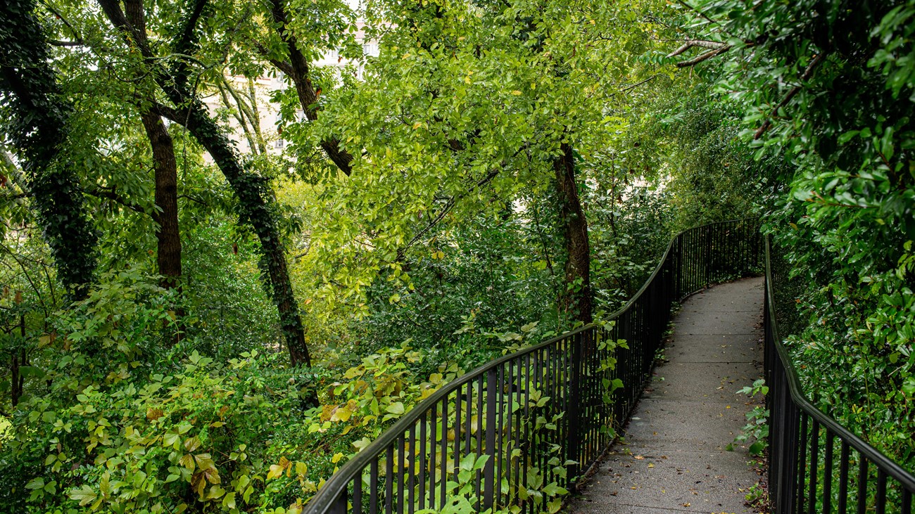 A railed, thin pathway leads through bright green trees and brush.