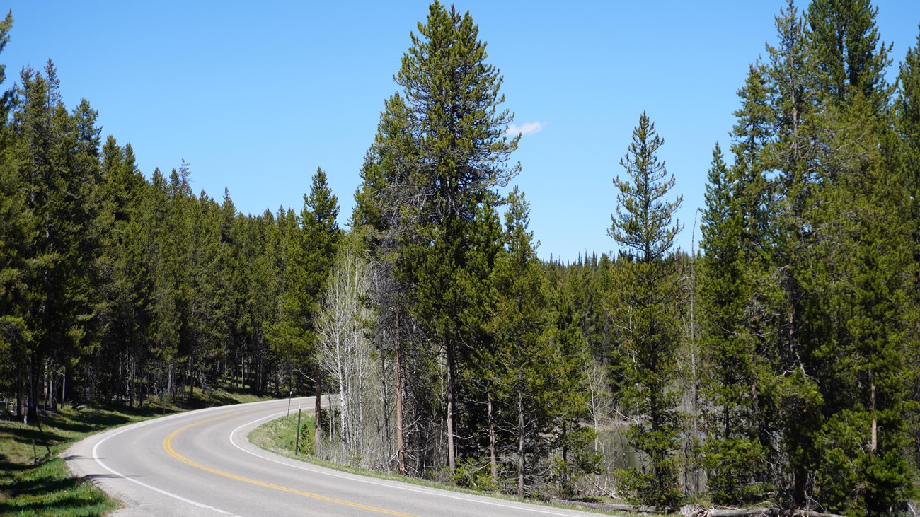 Highway curves through forest.