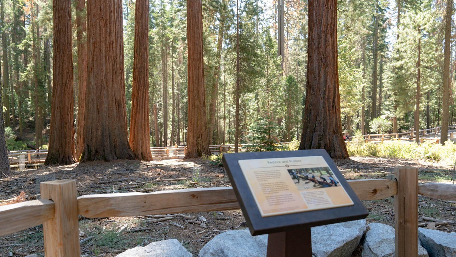 Wayside exhibit along a fence with sequoias in background