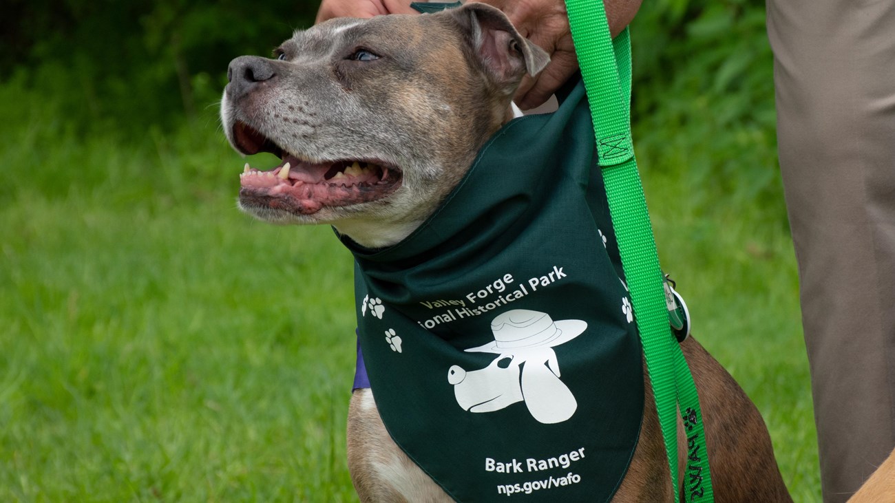 photograph, outdoors, dog, leash, bandana, B.A.R.K. ranger