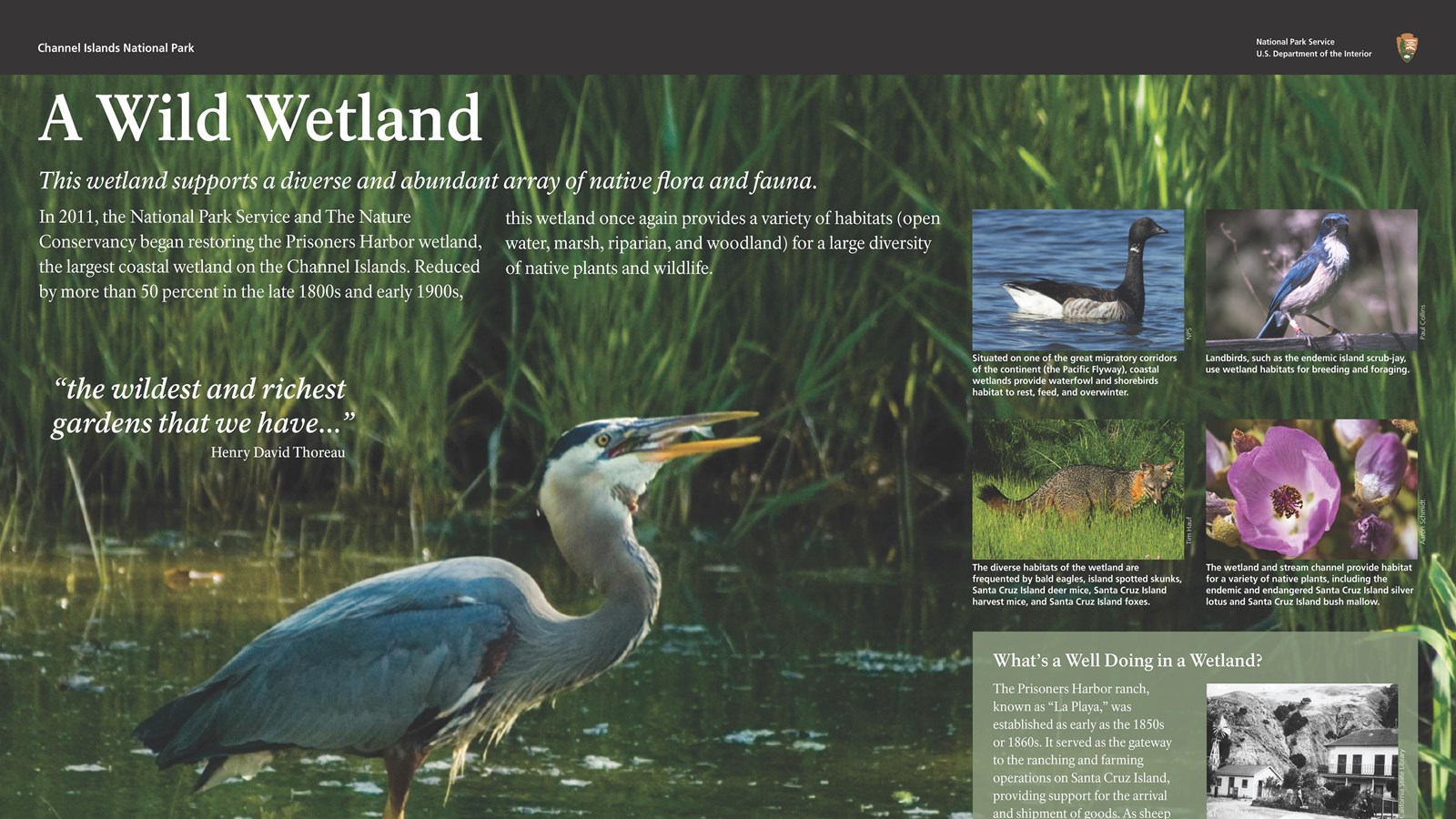 large bird in wetland with grasses. historic photo inset of two story house.