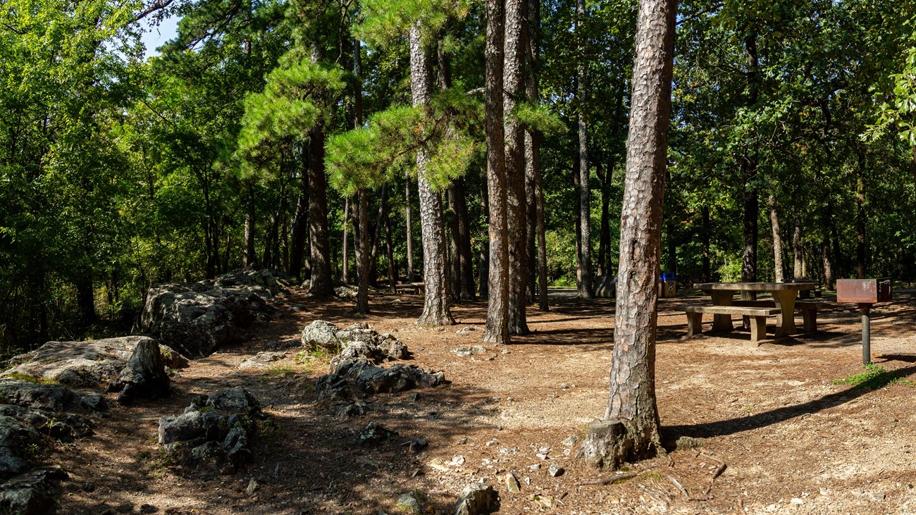 A picnic area with many tables sit beneath the shade of the trees.