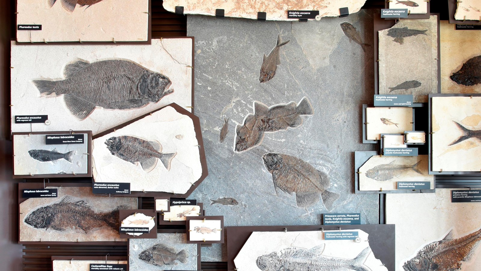 50 fossils on exhibit of 16 different species of fishes ranging in size from 1 inch to over two feet