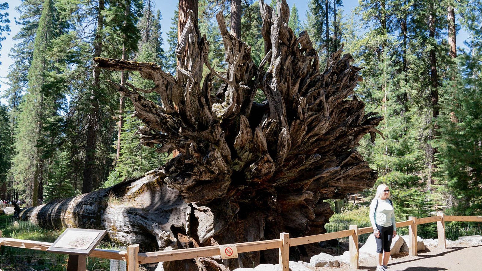 Dead and fallen sequoia named Fallen Monarch with roots visible in the air