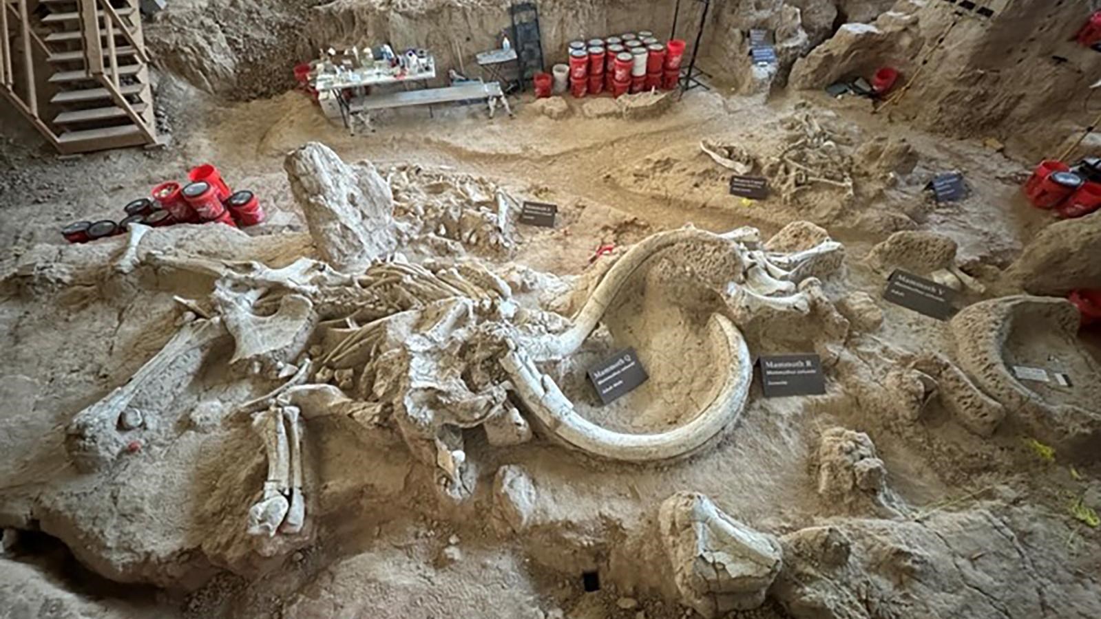 White tusks and bones embedded in a matrix of gray rock