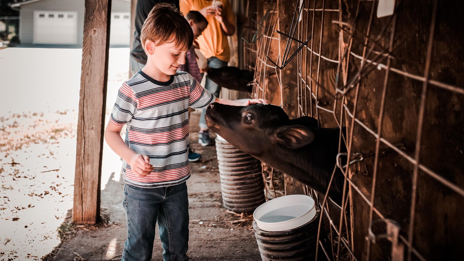 Young boy pets calf at dairy farm.  