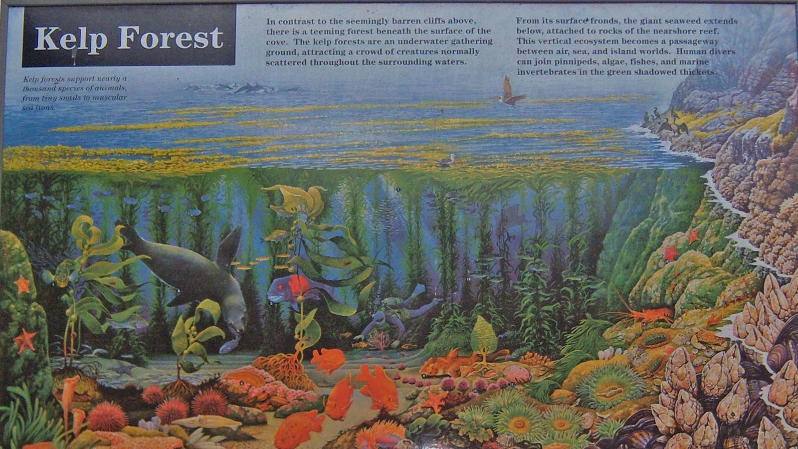 graphic sign of kelp forest mural with animals and plants and diver. 