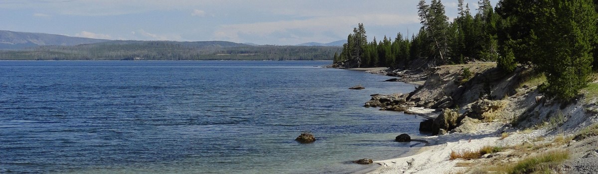 Rocky shoreline of Yellowstone Lake with conifer trees dotting the shoreline.