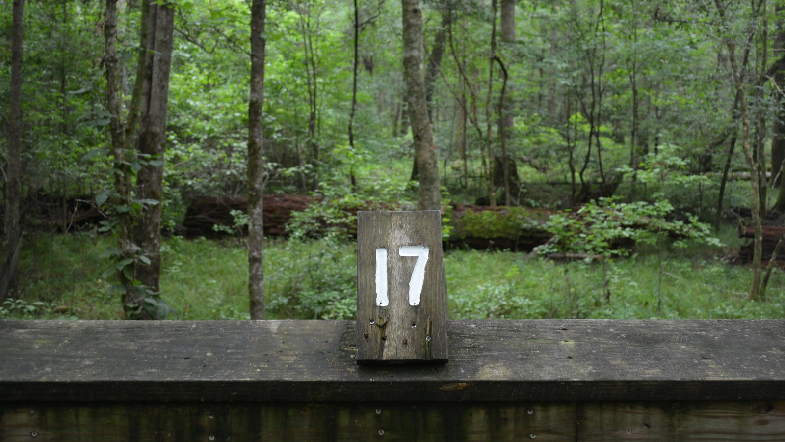 Wooden #17 atop a railing. Dense forest beyond. 