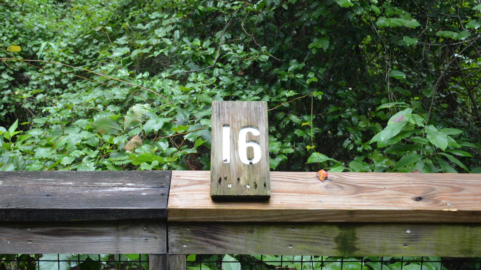 Wooden #16 atop a railing. Dense forest beyond.