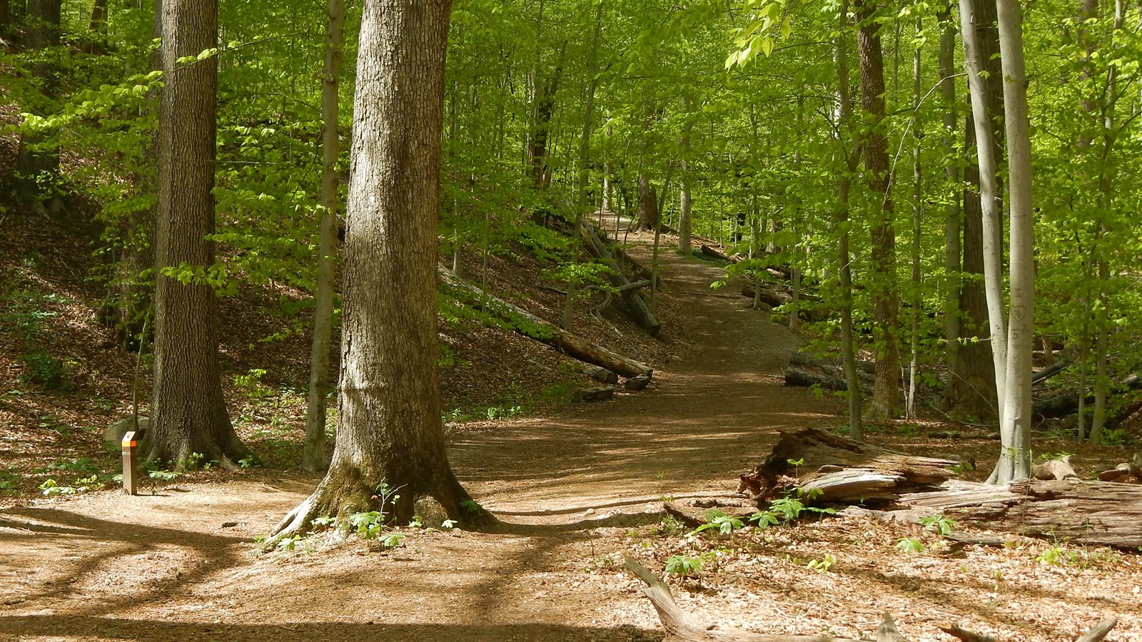 A trail cuts through trees and up a hill